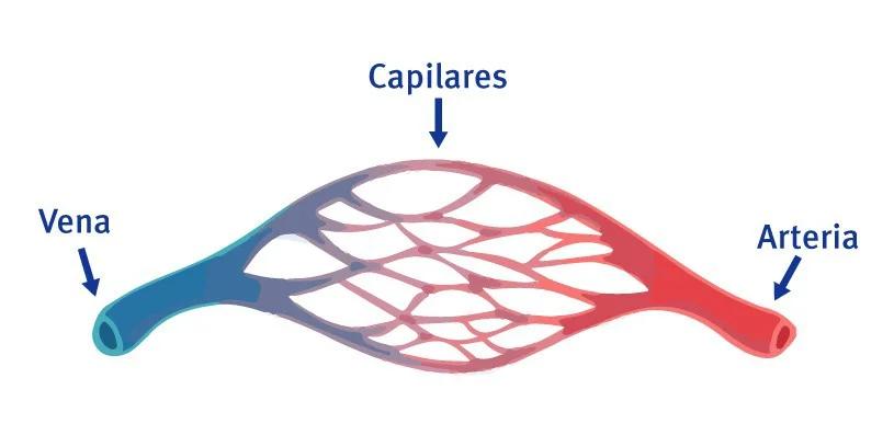 qué es capilar - Qué es el capilar del pelo