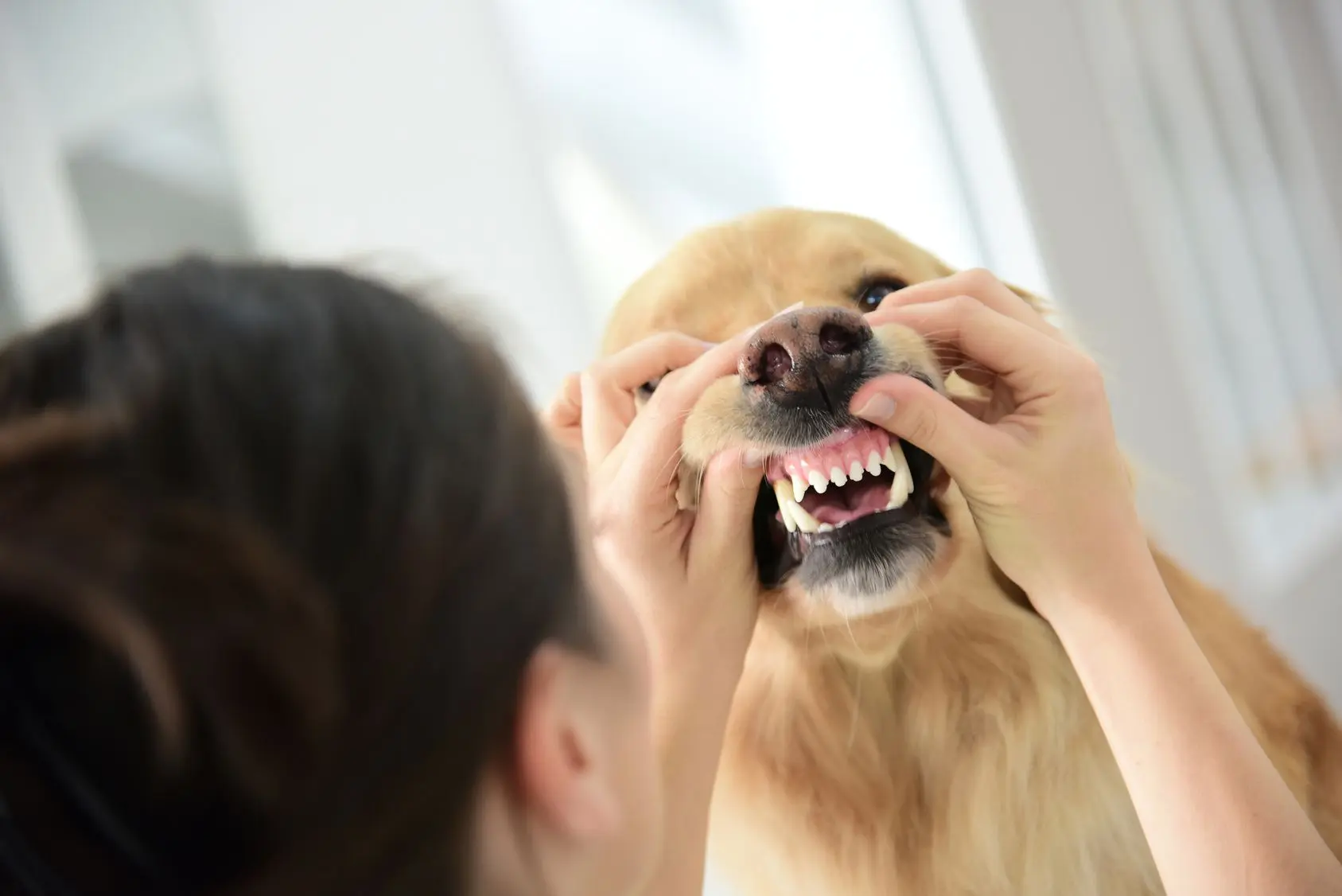 que es el llenado capilar de un perro - Qué es el llenado capilar