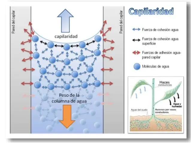 ciclo del agua y capilaidad - Qué es el proceso del ciclo del agua