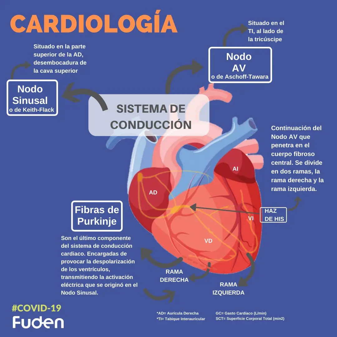 capilar pulmonar venoso - Qué es el sistema venoso pulmonar