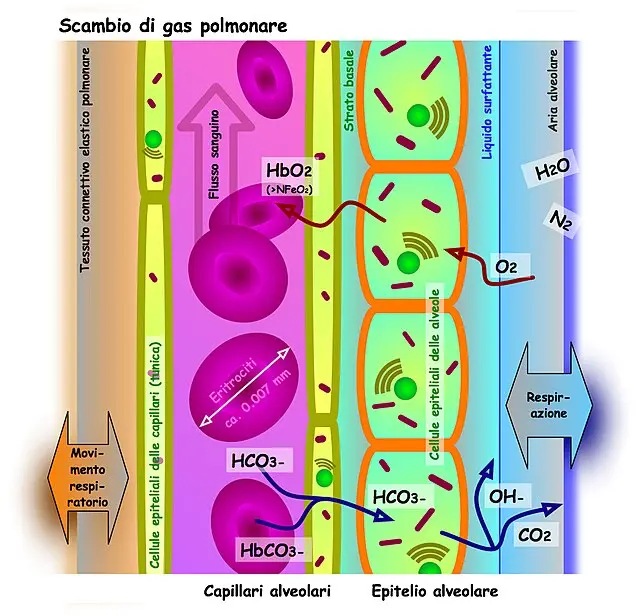 hematosis barrera alveolo capilar - Qué es la barrera de hematosis