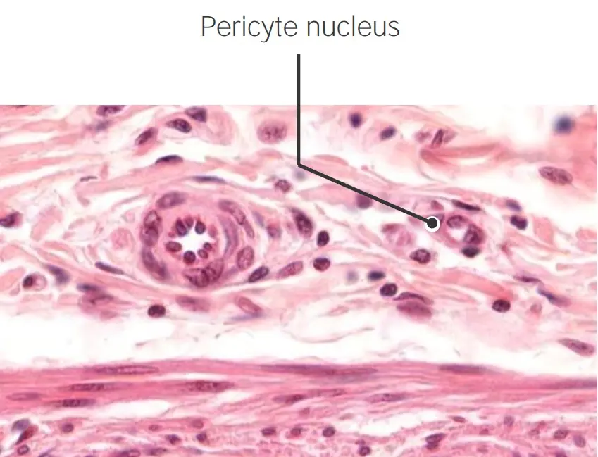 capilar histología - Qué es la célula capilar