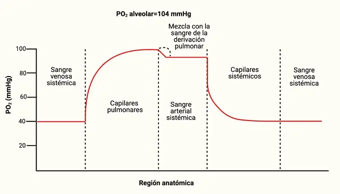 diferencia hemoglobina capilar y venosa - Qué es la hemoglobina capilar