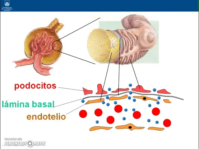 capilar de glomerulo renal y podocitos - Qué es la podocitos