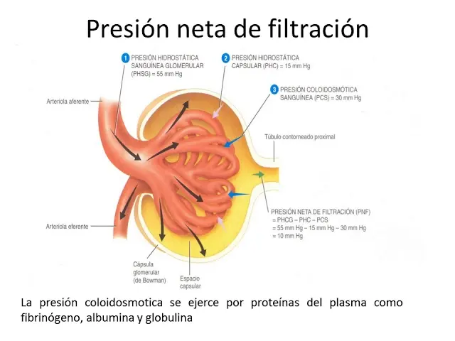 presion hidrostatica capilar glomerular - Qué es la presión hidrostática capilar glomerular