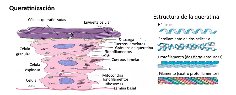 queratinización del pelo - Qué es la queratina en el pelo