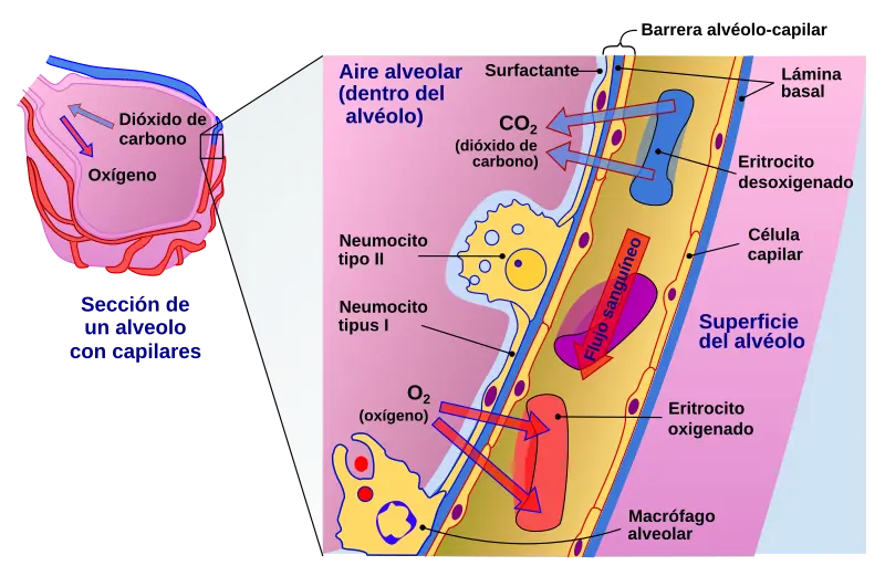 superficie capilar alveolar funcional - Qué es la superficie alveolar