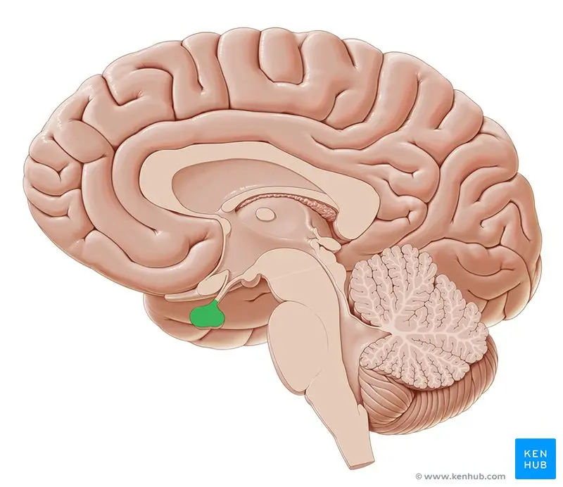 el sistema porta esta formado por vena arteria y capilar - Qué es sistema porta hipofisario