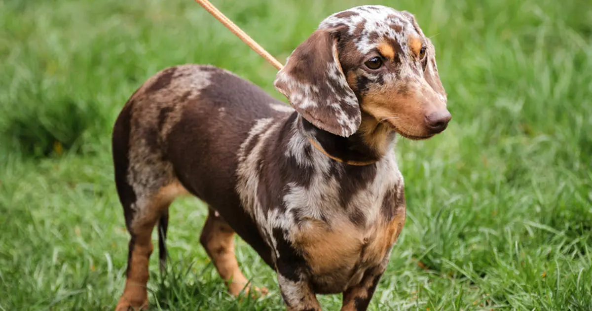 perro dachshund pelo largo - Qué es un dachshund Arlequin