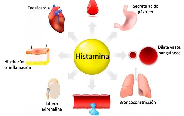 mecanismos de aumentar la permeabilidad del capilar histamina - Que estimula la liberacion de histamina