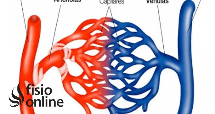 dibujo de todas las estructuras que confroman en capilar vascular - Qué estructuras forman el sistema vascular sanguíneo