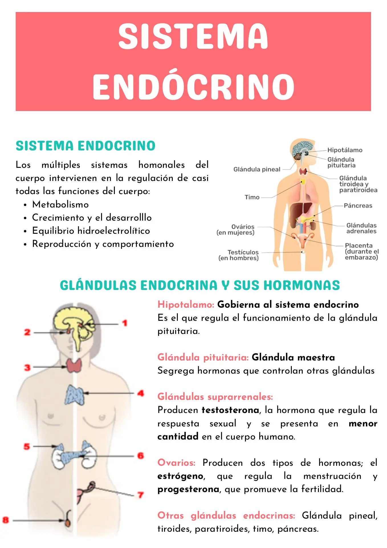 funcion del sistema endocrino como es en el sistema capilar - Qué función realizan las hormonas en la piel