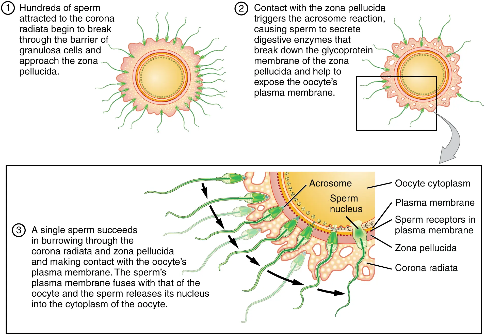 ovulación ovocito zona pelucida corona radiada - Qué hace la corona radiada en el óvulo