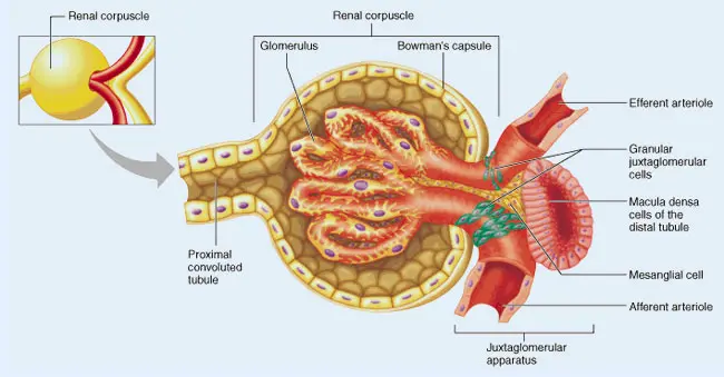 capilar de glomerulo renal y podocitos - Qué hacen los podocitos en el glomérulo