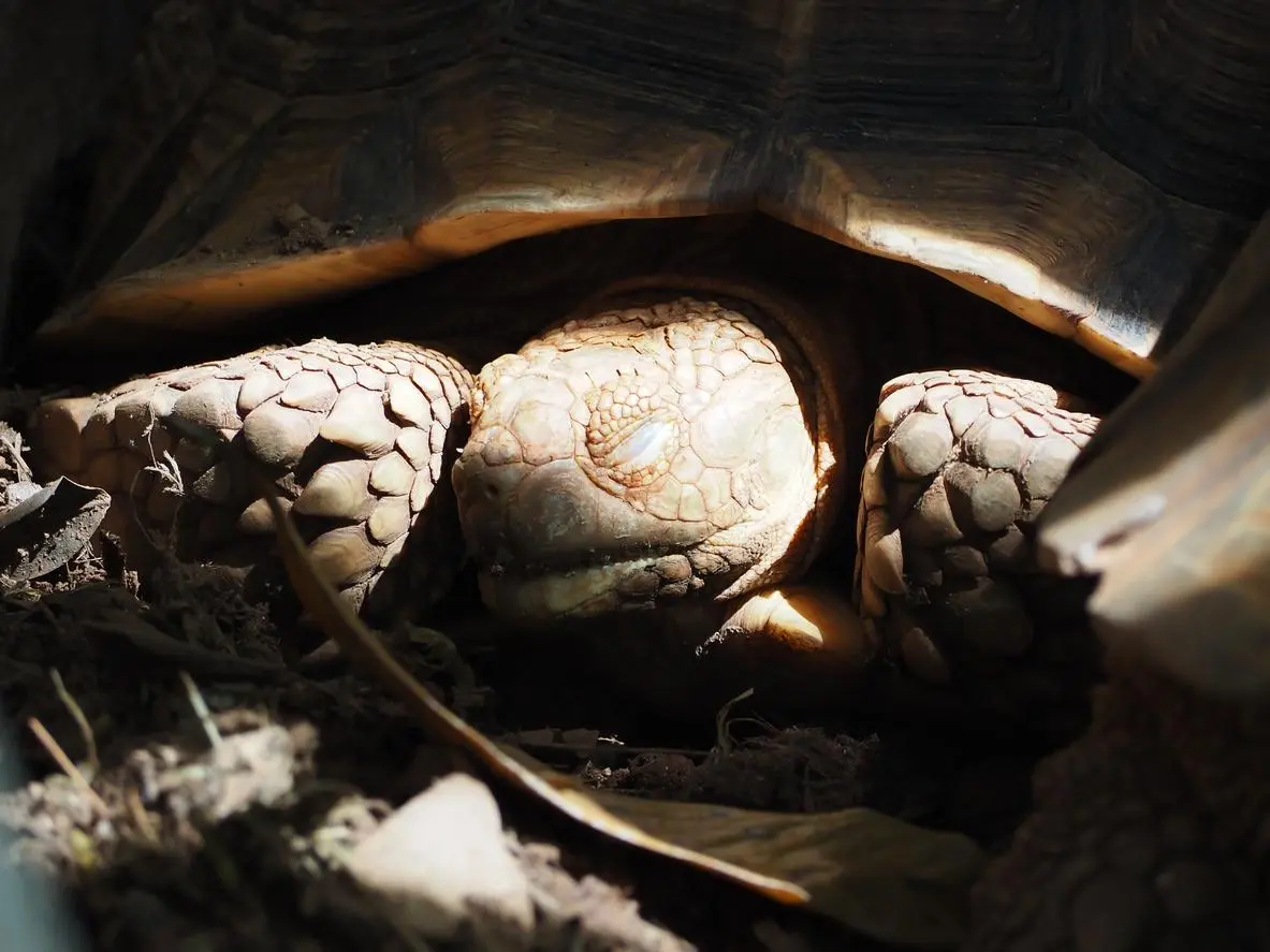 a mi tortuga le arden los ojos si pelo cebola - Qué hacer cuando la tortuga no puede abrir los ojos