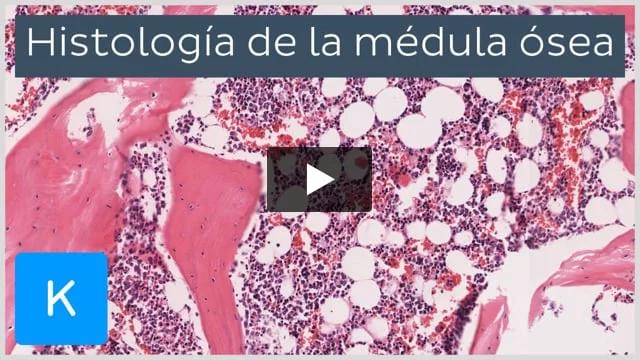 nor tipo de capilar presenta la medula osea - Qué huesos no tienen médula ósea