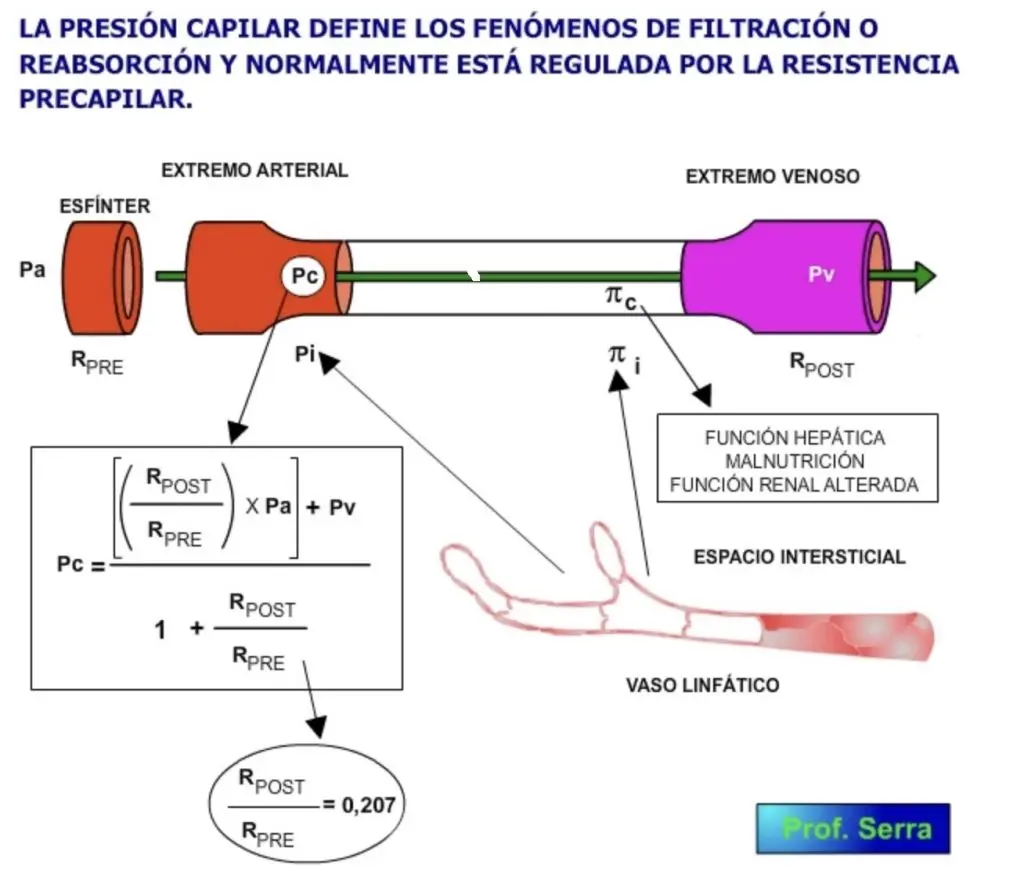 factores que aumentan la reabsorcion capilar - Qué impulsa la reabsorción