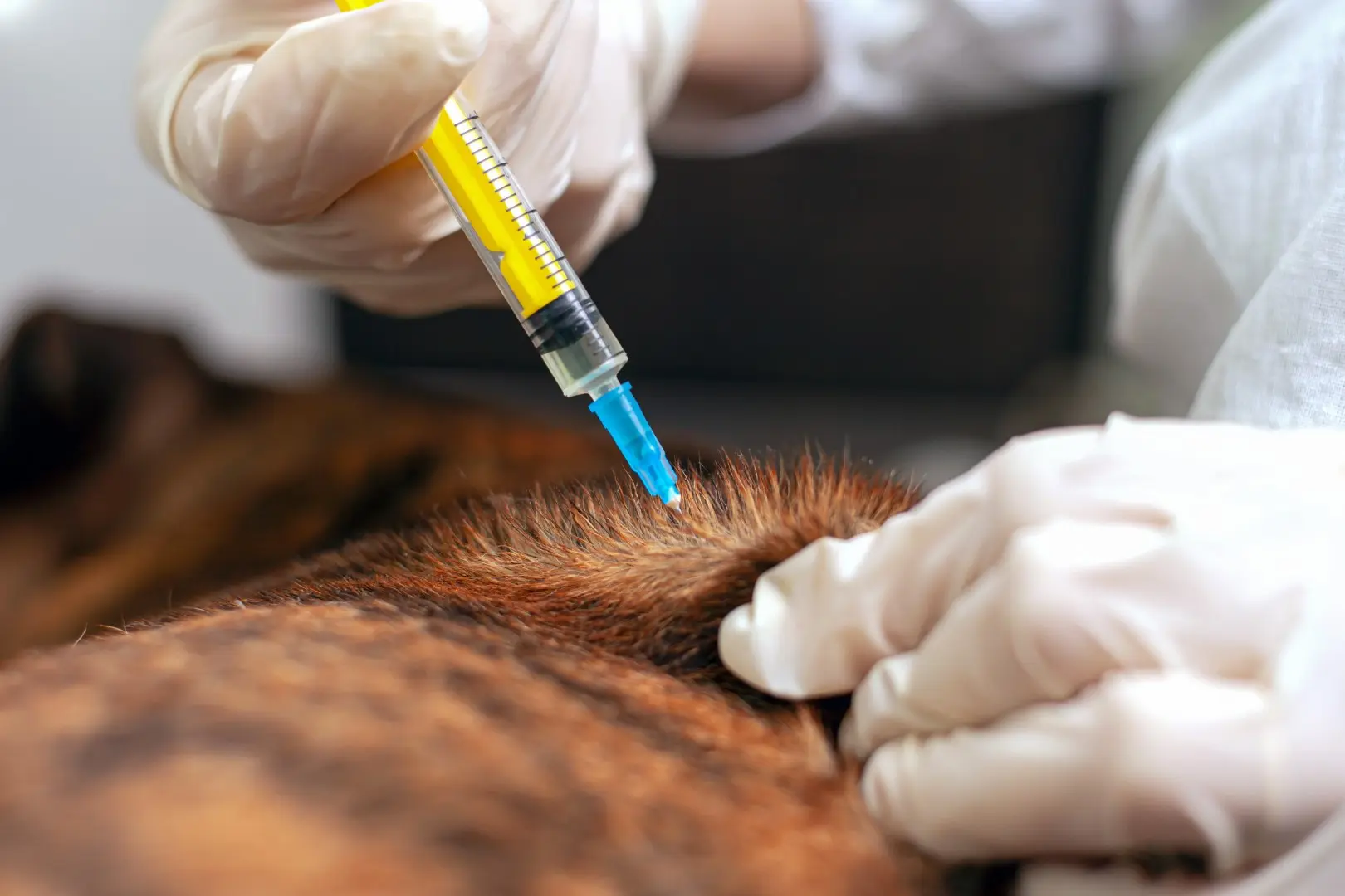 vacuna para caida de pelo en perros - Qué le puedo dar a mi perrito para la caída de pelo