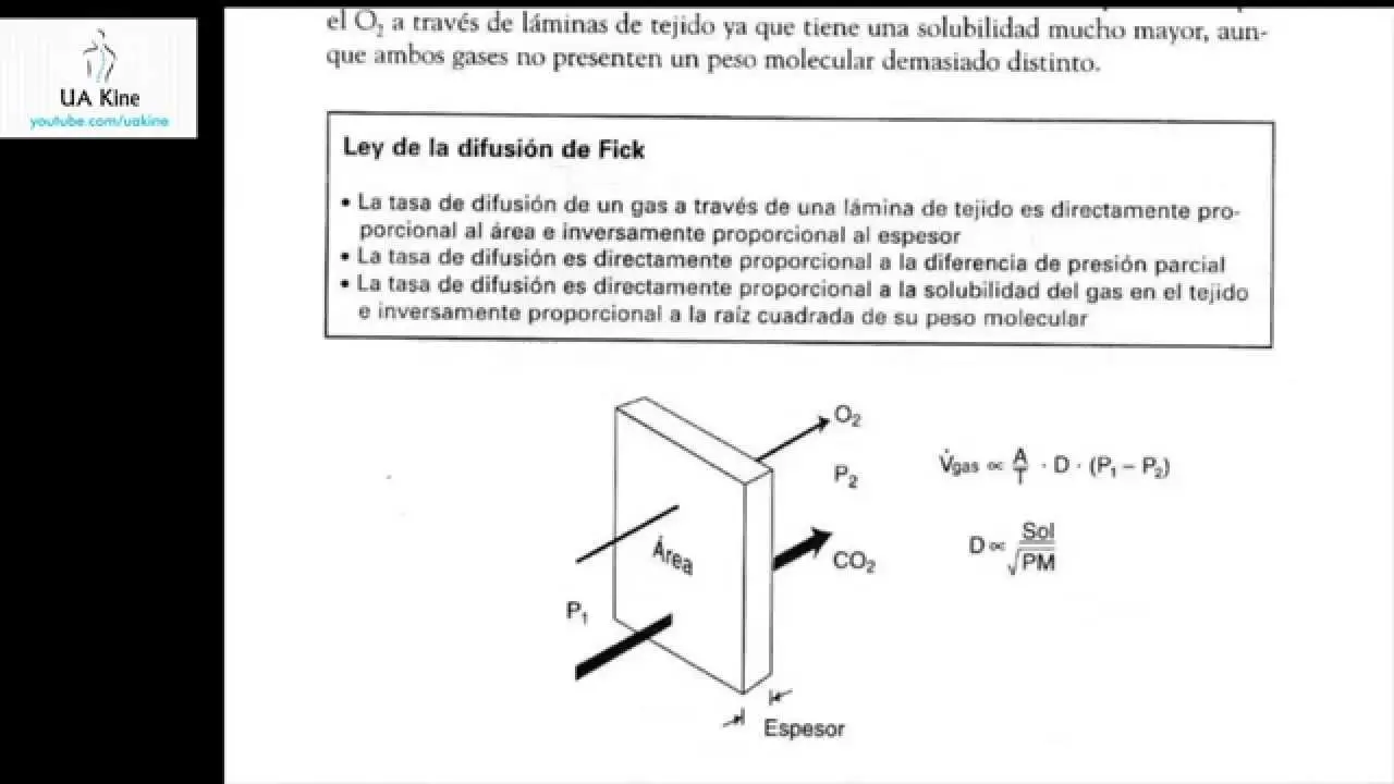 ley de difusion alveolo-capilar - Qué ley fundamenta el intercambio gaseoso alvéolo-capilar