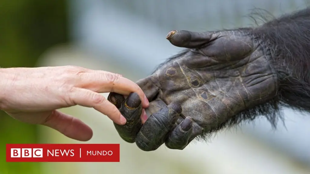 animales con piel sin pelo - Qué mamíferos carecen de pelos