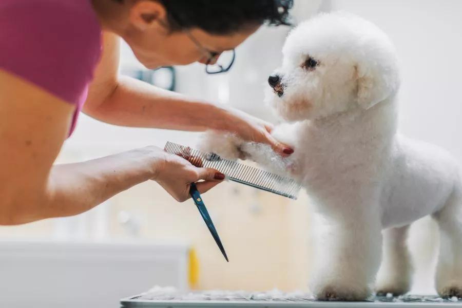 peluquerias caninas en mar del plata peluca - Que ofrecen las peluquerías caninas