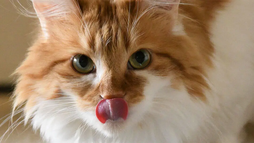 cuando un gato te lame el pelo - Qué pasa cuando un gato te lame mucho