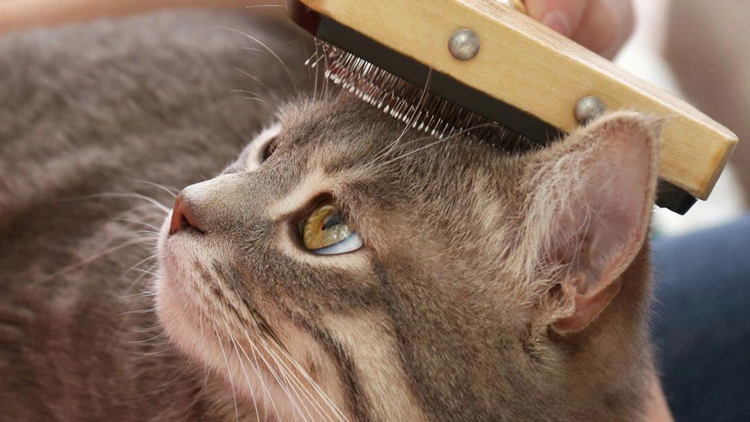 gatos recien nacidos sin pelo - Qué pasa si mi gato no tiene pelo