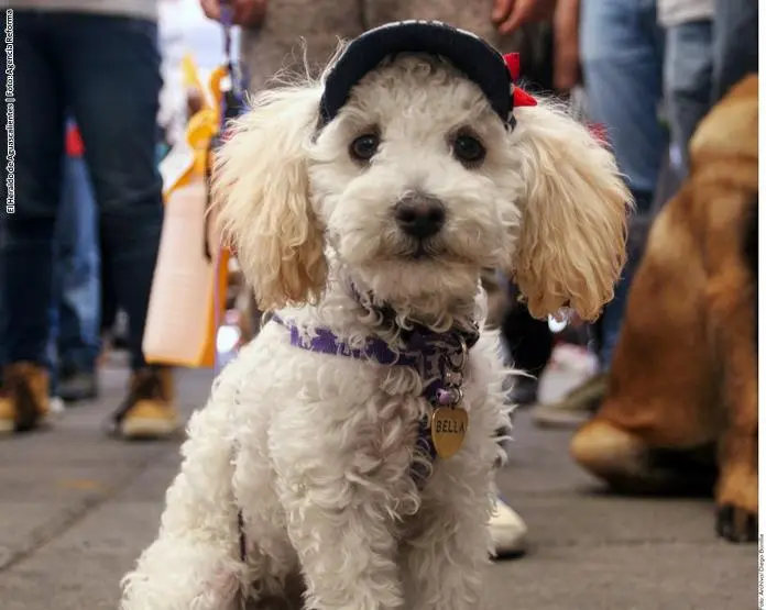 agua oxigenada pelo perro - Qué pasa si mi perro se lame el agua oxigenada