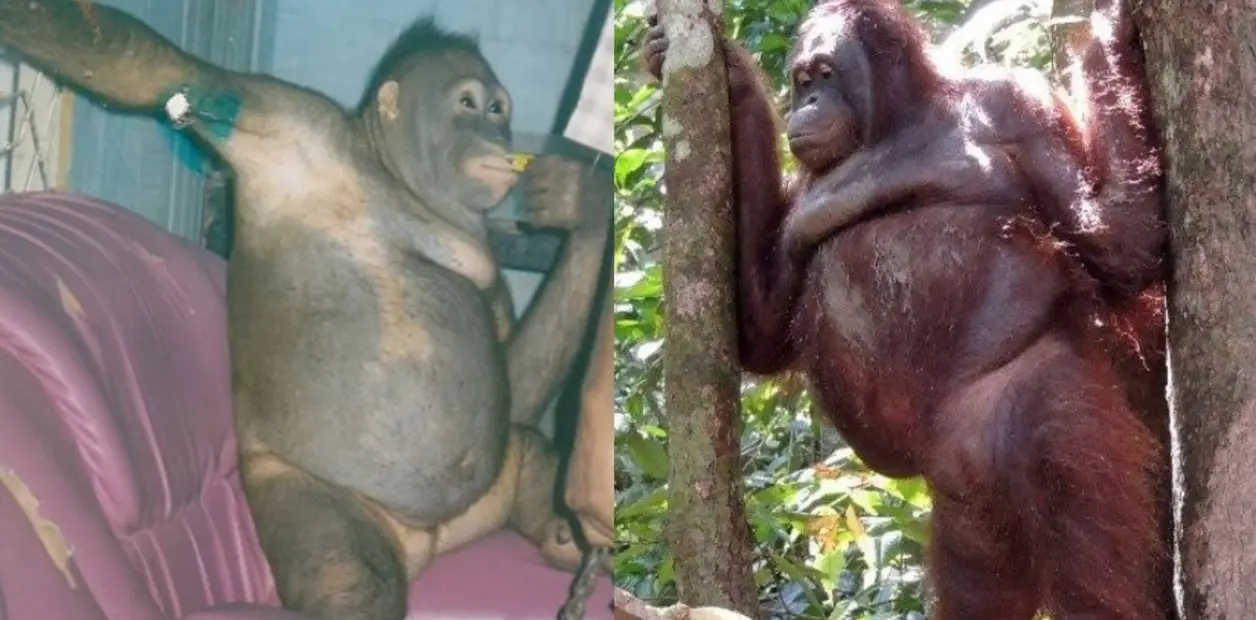 orangutana con peluca - Qué pasó con Pony La orangutana