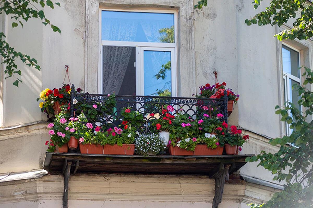 planta peluca resistente al sol - Qué plantas colgantes son de sol