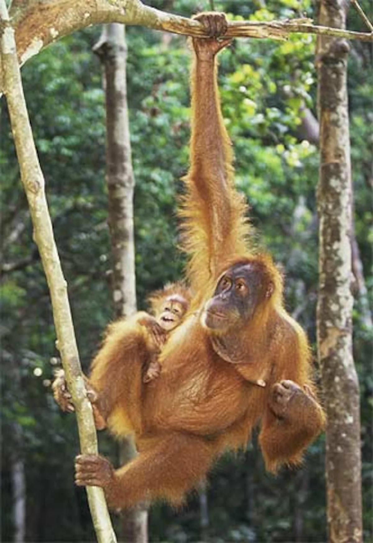 orangutan con peluca - Qué porcentaje de ADN compartimos con los orangutanes