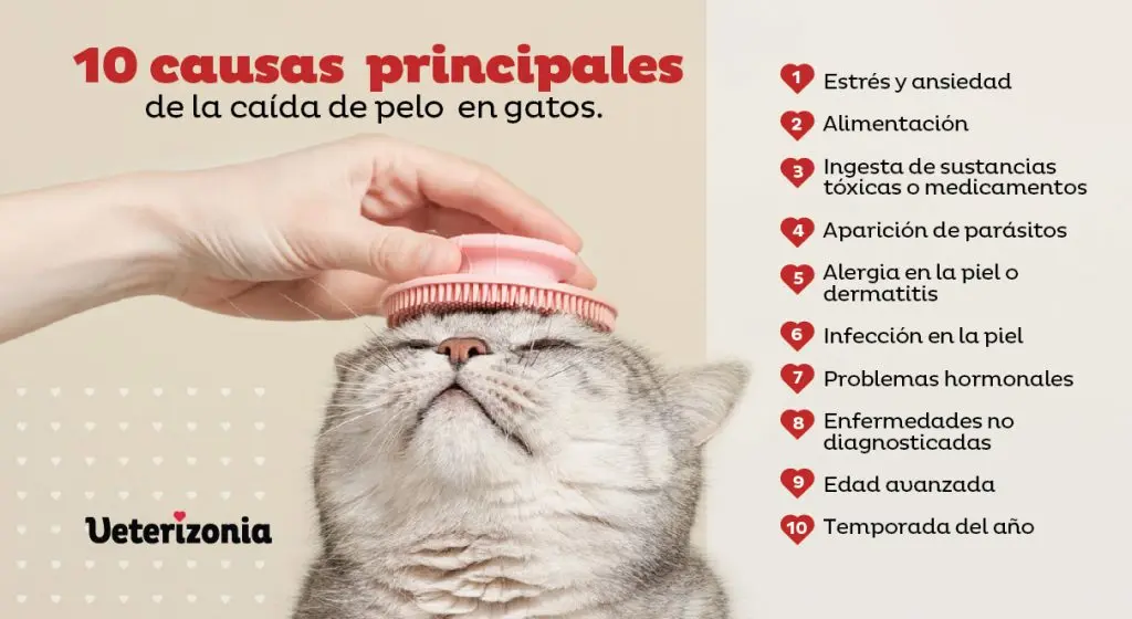 caida excesiva de pelo en gatos - Qué puede causar alopecia en gatos