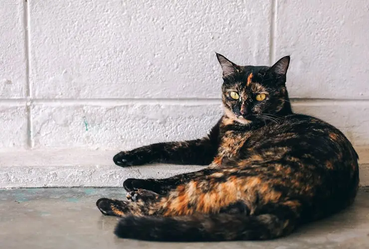 el pelo de gato te puede dejar esteril - Qué raza de gato es esteril