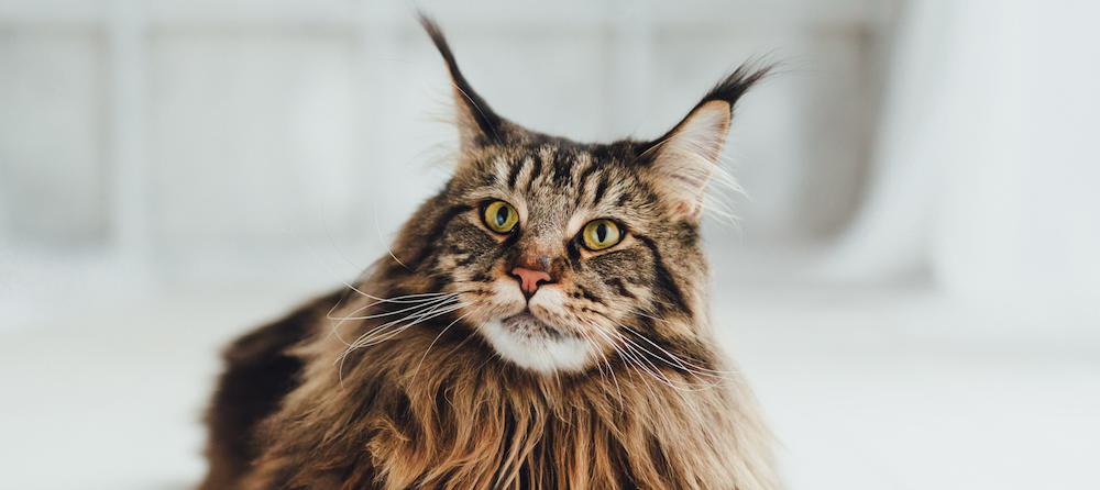 gatos con pelo en las orejas - Qué raza de gato tiene pelos en las orejas