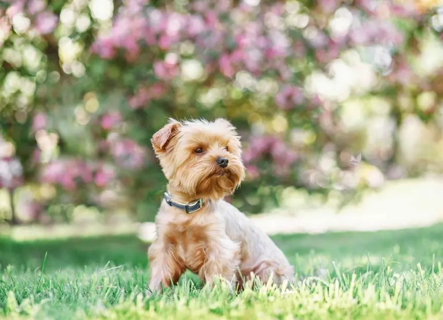 perro pequeño pelo largo - Qué raza de perro pequeño tiene un pelaje largo y liso