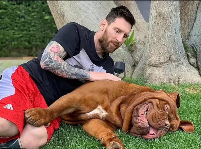 messi con peluca - Qué raza es el perro Hulk de Messi