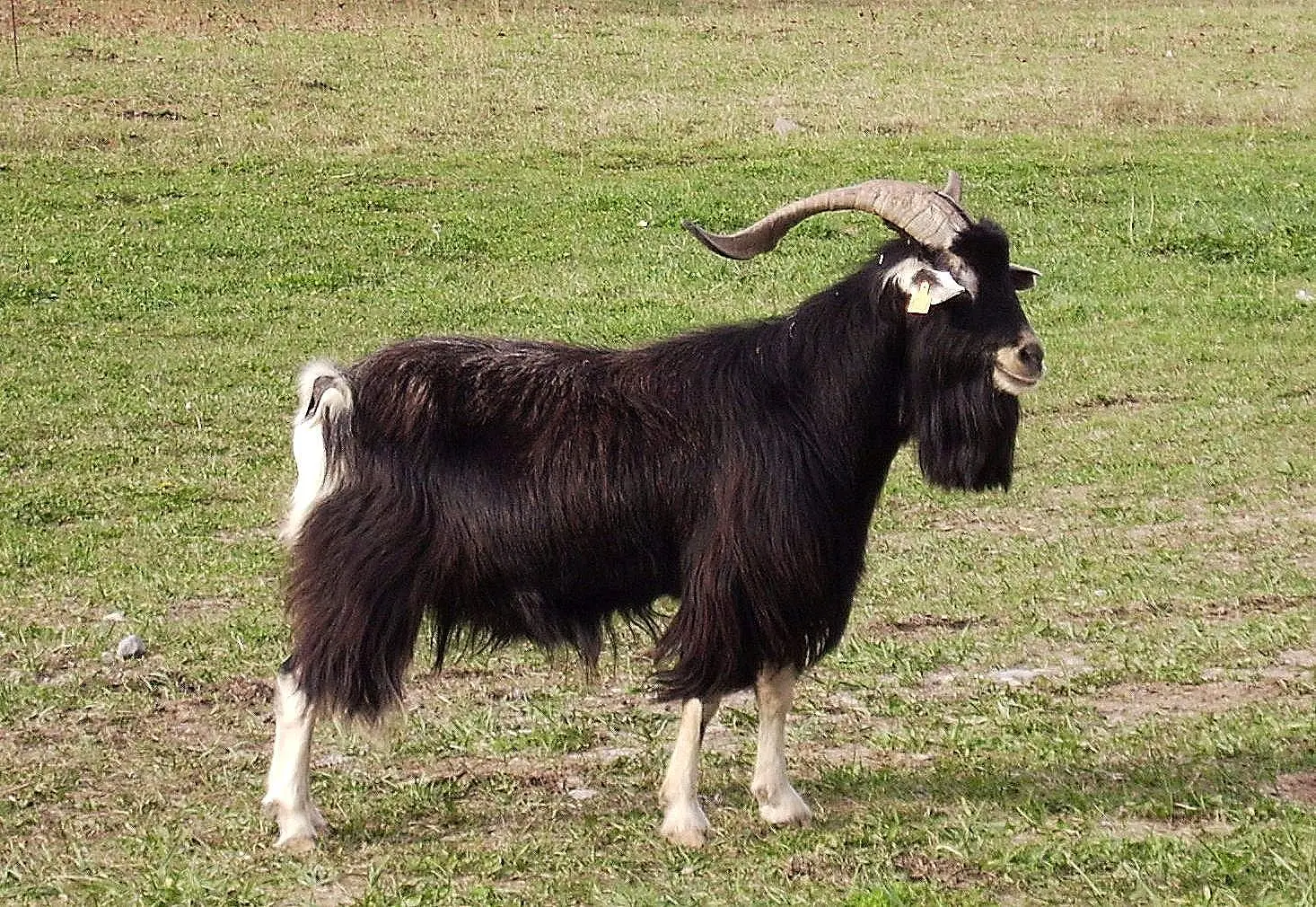 razas de cabras de pelo largo - Qué razas de cabras hay en Argentina