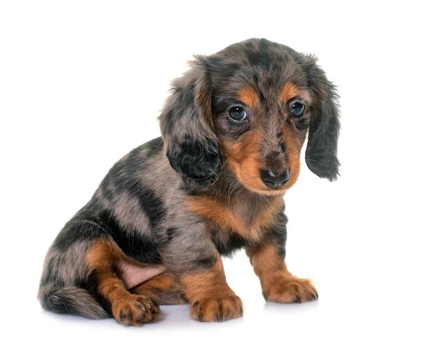 perro salchicha pelo largo - Qué razas hacen un perro salchicha de pelo largo