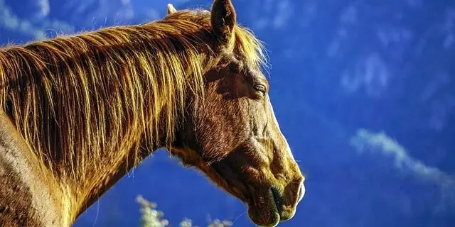 porque se le cae el pelo a los caballos - Qué se le puede dar a un caballo para el pelo