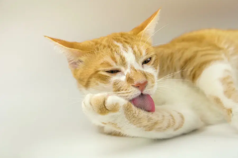 cuando un gato te lame el pelo - Qué significa cuando un gato lame a una persona