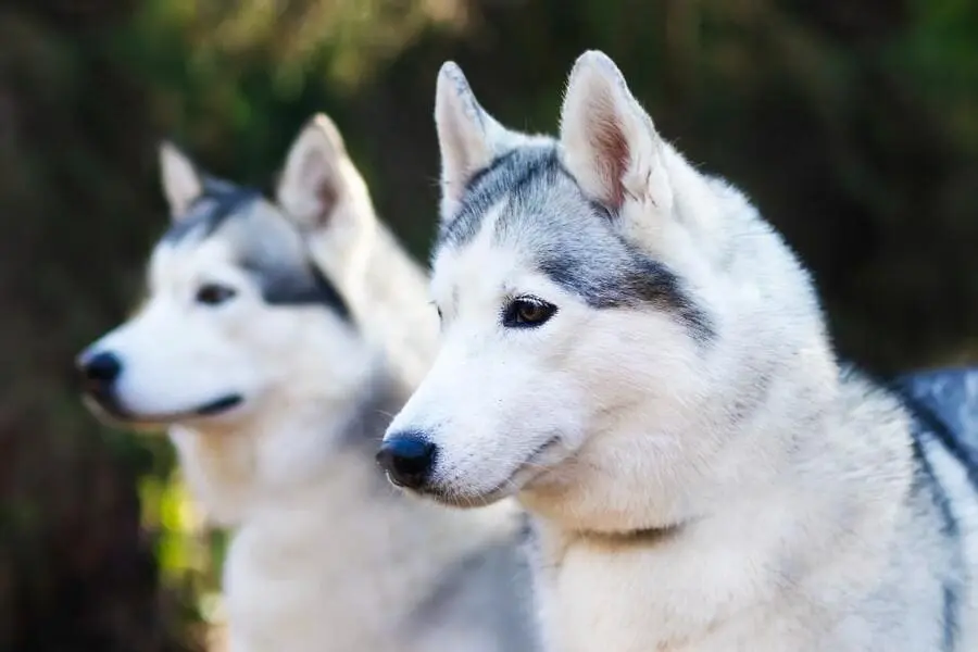 razas de perros con doble capa de pelo - Qué significa doble manto en perros