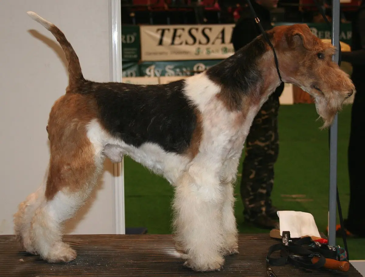 perro pelo de alambre raza - Qué significa la raza fox terrier