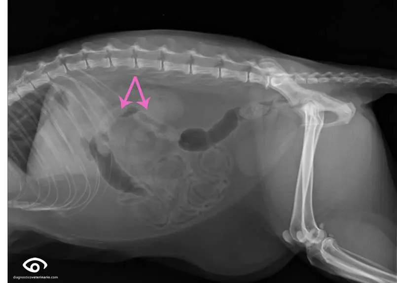 bolas de pelo en el intestino - Qué son las bolas en el intestino