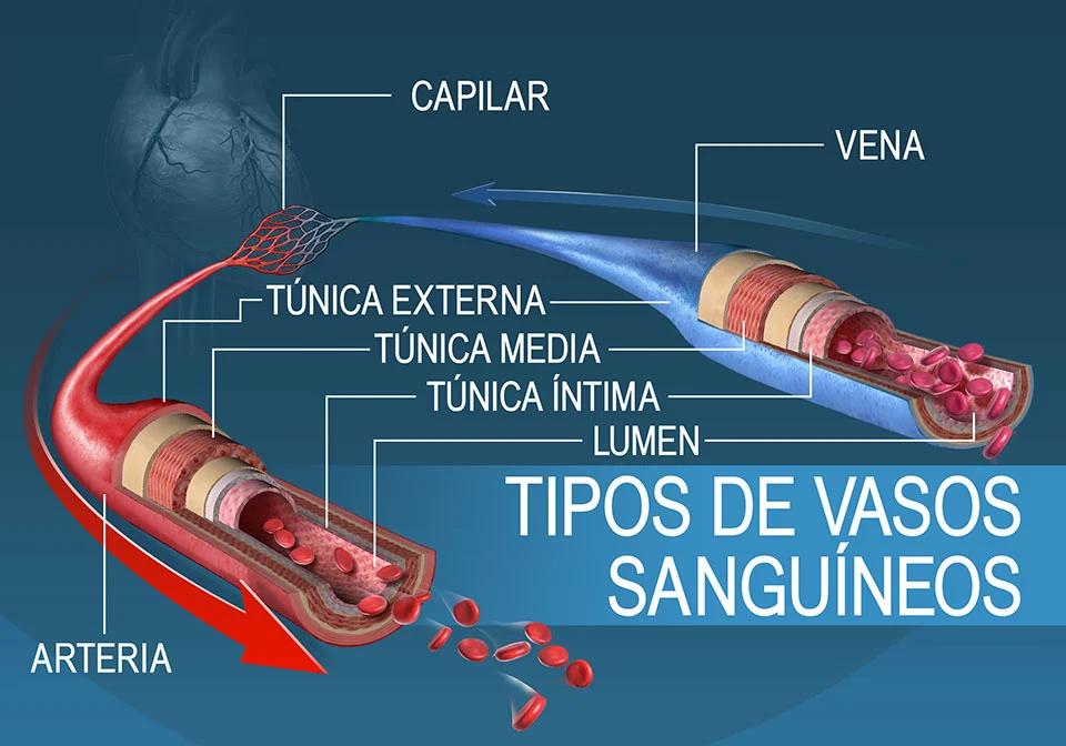 arteria vena capilar colateral todo sobre venas - Qué son las venas colaterales