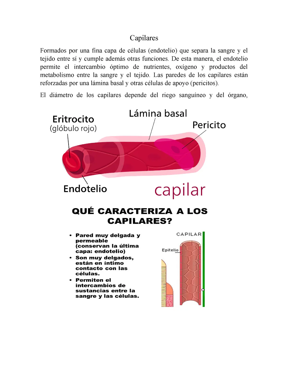 pericitos compuestas capilar continua - Qué son los pericitos en los capilares