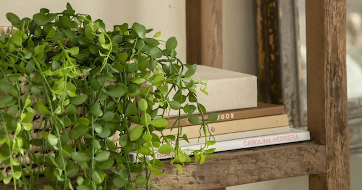 plantas colgantes parecidas a la peluca - Qué son plantas suculentas colgantes