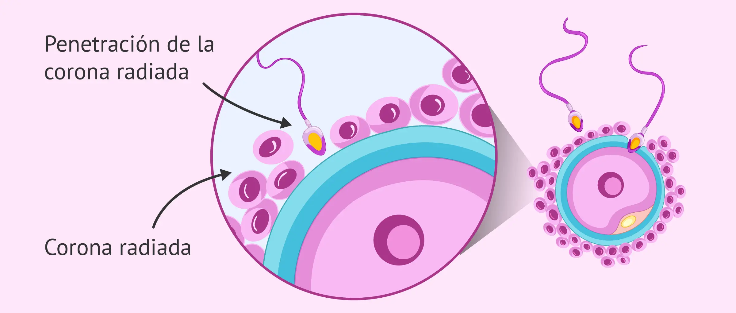 corona radiante y zona pelucida - Qué sucede en la penetración de la corona radiada
