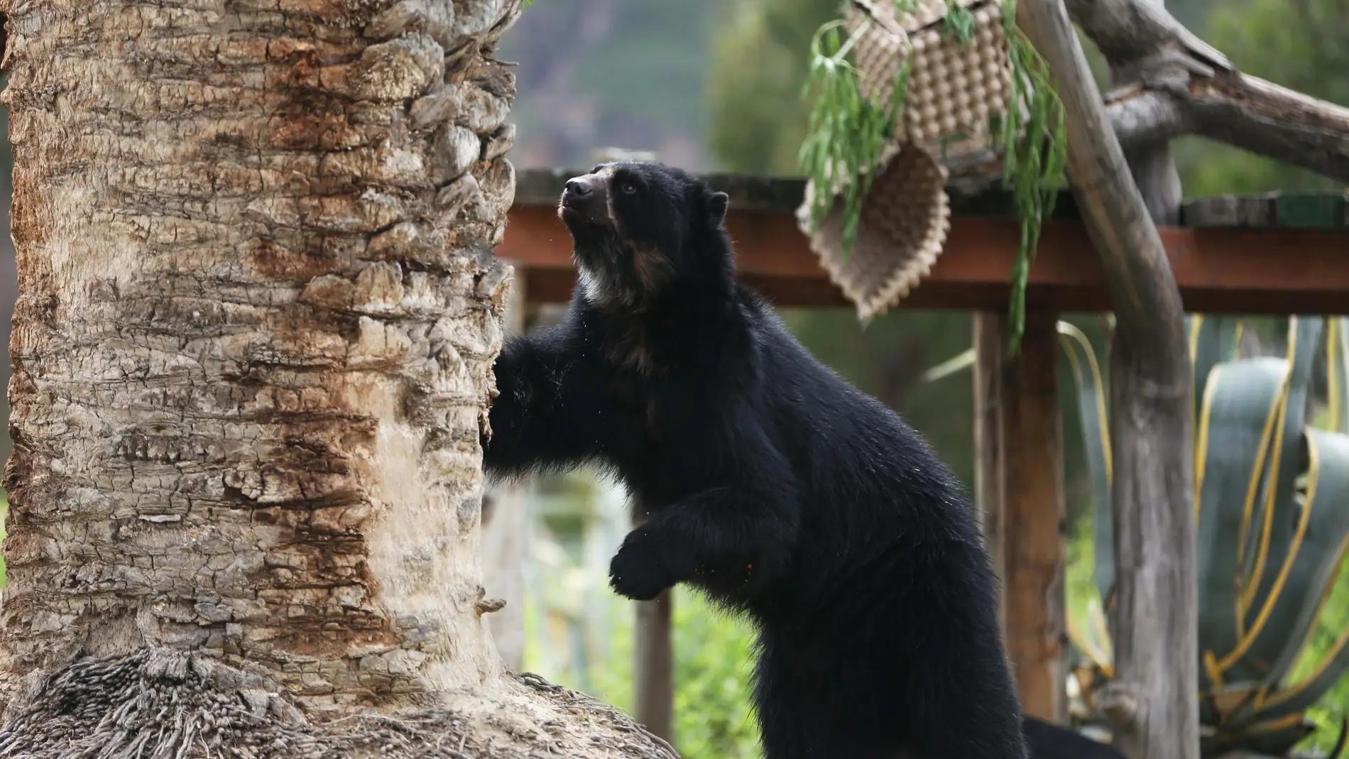 adaptaciones de los animales con pelo - Qué tipo de adaptaciones se dan en los animales