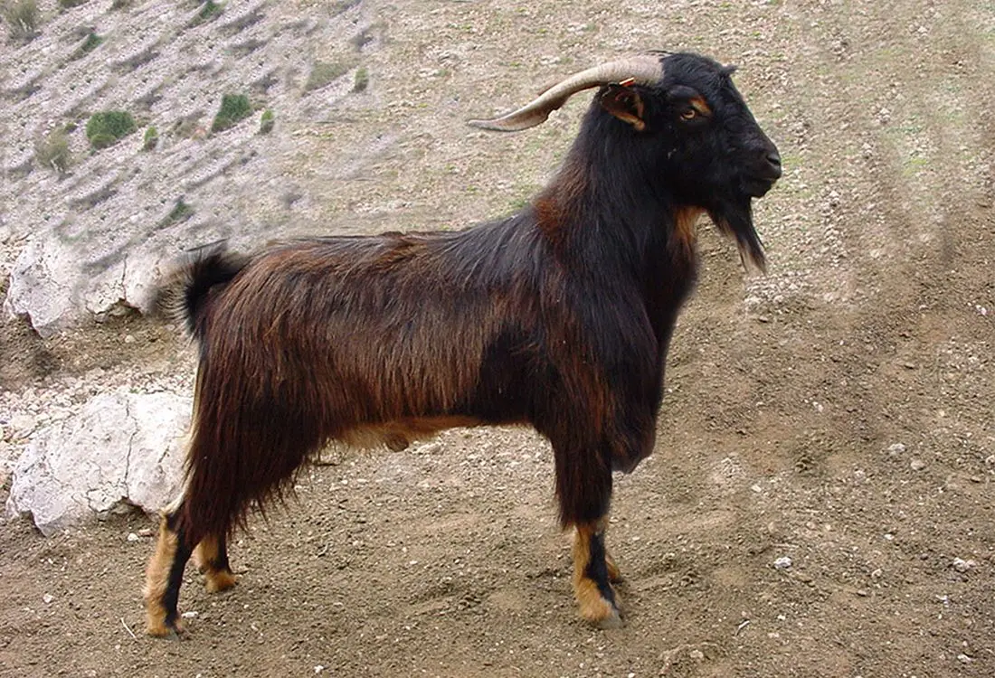 razas de cabras de pelo largo - Qué tipo de cabras tienen el pelo largo