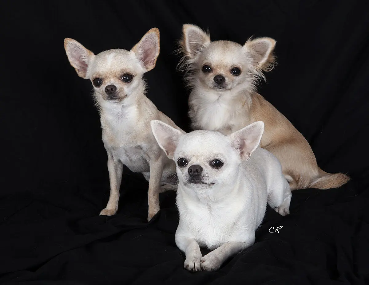 perro chihuahua de pelo largo - Qué tipo de chihuahuas hay